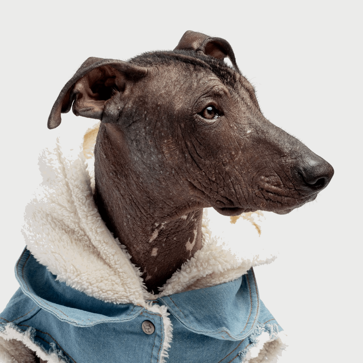 Justin - Denim Dog Jacket - QZ Pets