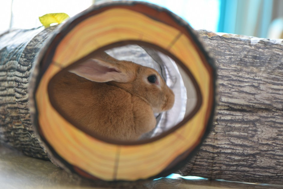 Tree Pattern Tunnel Pet Toy - QZ Pets