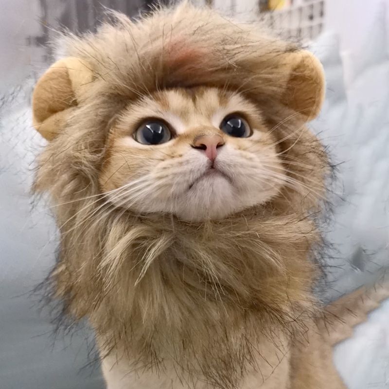 Lion Mane Cat Costume - QZ Pets